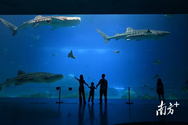 用好橫琴旅游資源稟賦，開發(fā)旅游新產(chǎn)品及開發(fā)新景區(qū)項(xiàng)目。  