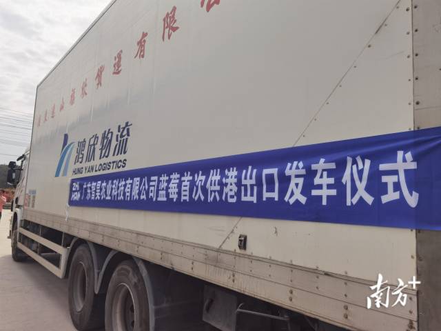 里水智昊藍莓將首次實現(xiàn)藍莓出口到香港。李慧君 攝