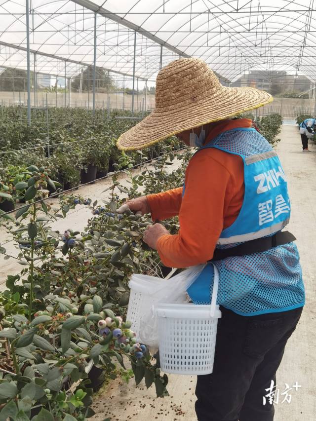 工人在現場采摘。李慧君 攝