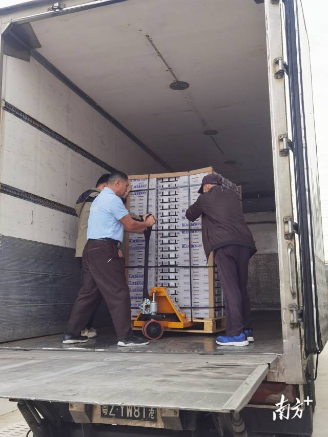 1000多斤的藍莓裝運上到冷鏈車。李慧君 攝