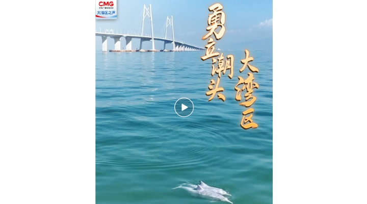 勇立潮頭大灣區｜港珠澳大橋和中華白海豚的溫情守望