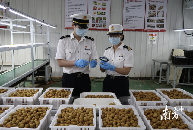 佛山海關(guān)關(guān)員對(duì)出口龍眼進(jìn)行監(jiān)管。