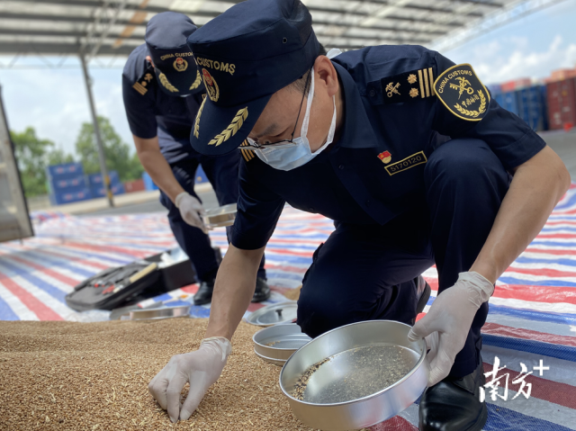 佛山海關(guān)關(guān)員對(duì)進(jìn)口糧食進(jìn)行現(xiàn)場(chǎng)監(jiān)管。