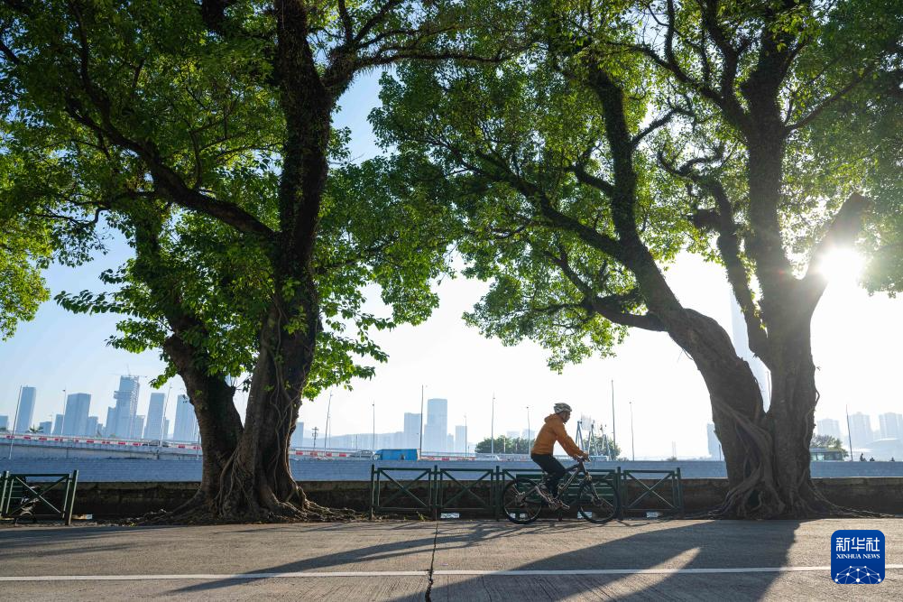 12月2日，市民在澳門西灣湖景大馬路騎單車。