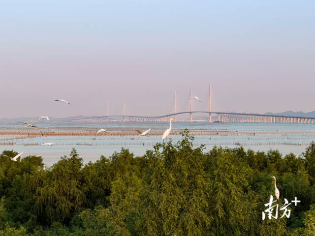 黃茅海跨海通道江門(mén)一側(cè)，鷺鳥(niǎo)成群結(jié)對(duì)在此嬉戲，與遠(yuǎn)處的大橋相映成趣 。