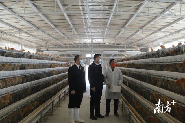 江門海關(guān)關(guān)員到供澳冰鮮禽養(yǎng)殖企業(yè)調(diào)研。
