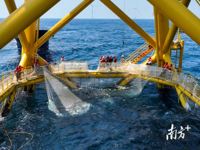 2023年，廣東海水魚(yú)類(lèi)苗種產(chǎn)量67.71億尾、占全國(guó)超50%，累計(jì)培育國(guó)審水產(chǎn)新品種43個(gè)。其中，海水新品種18個(gè)，數(shù)量全國(guó)領(lǐng)先。