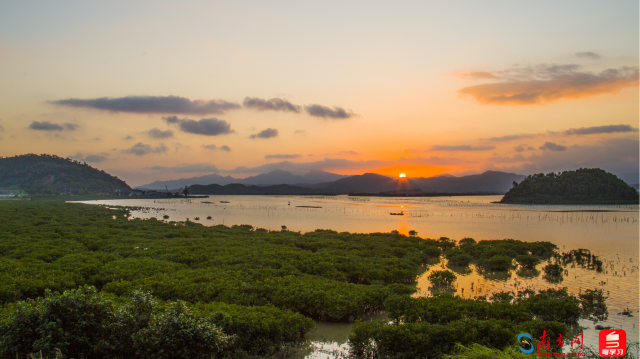 廣東恩平鎮(zhèn)海灣紅樹林省重要濕地（通訊員供圖）