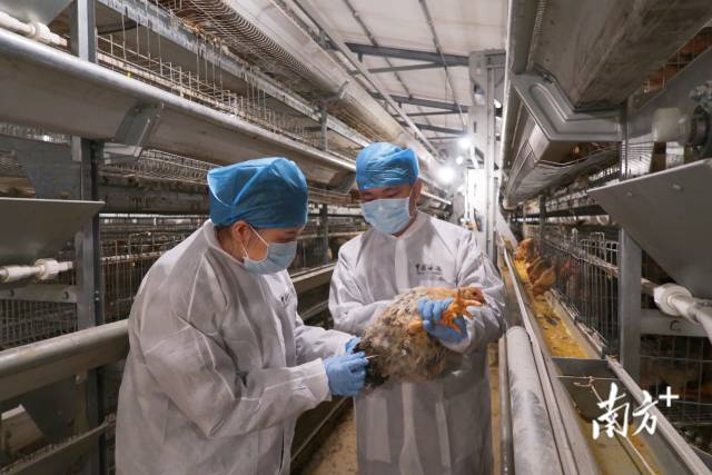 佛山海關駐高明辦事處關員在春節期間對供港澳冰鮮供宰家禽進行出欄前檢測樣品采集。葉倩瑩 攝