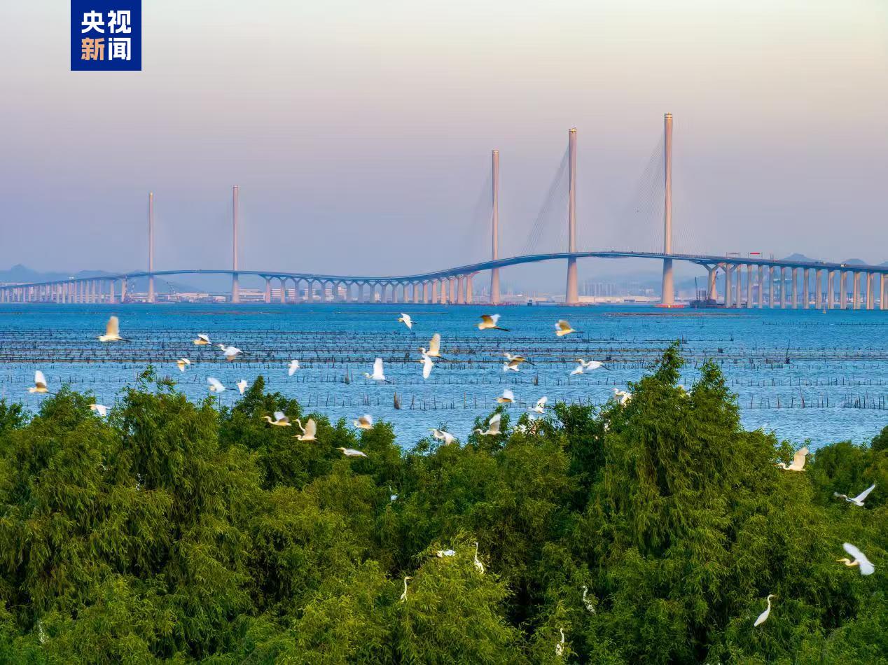 黃茅海跨海通道