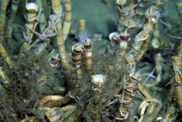 冷泉生態系統管狀蠕蟲群落。圖片來源：廣州海洋地質調查局