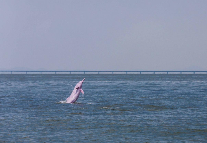 港珠澳大橋附近海域，中華白海豚躍出海面。中華白海豚，國家一級保護動物，被譽為“海上大熊貓”。《豚躍虹灣》張由瓊攝　　圖片來源：靈動灣區——生物多樣性攝影展