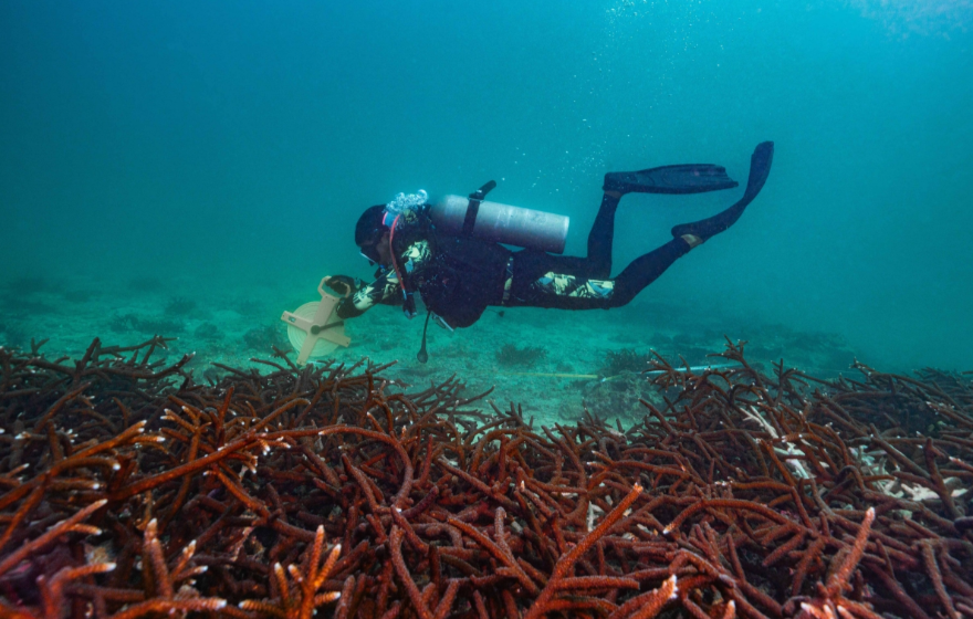 珠海外伶仃島海域，大面積的國家二級保護動物：佳麗鹿角珊瑚長勢喜人。《測量珊瑚》石磊 攝　　圖片來源：靈動灣區——生物多樣性攝影展