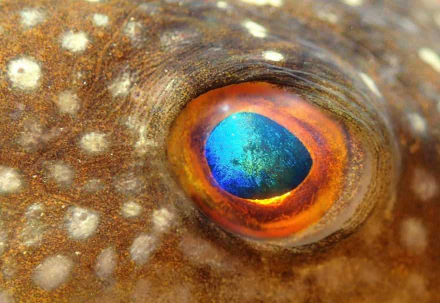 香港新界荔枝窩，鉛點東方鲀眼睛特寫。《深邃》TommyHui(香港)攝　　圖片來源：靈動灣區——生物多樣性攝影展