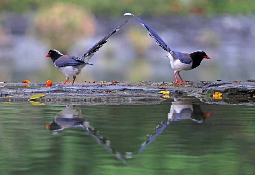 香港元朗天水圍公園，紅嘴藍鵲在水邊嬉戲。《成雙成對》陳體根（香港）攝　　圖片來源：靈動灣區——生物多樣性攝影展
