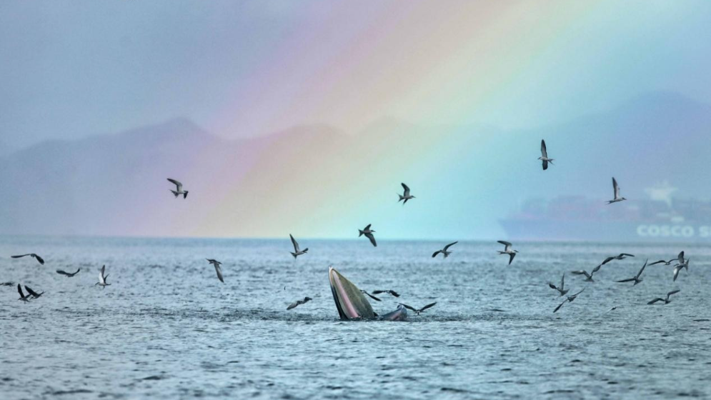 圖集 | 在灘涂、濕地、紅樹林里，住著一群特殊的大灣區“居民”……