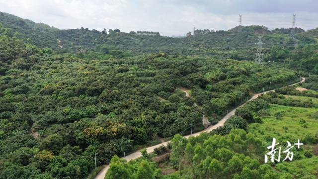  博羅縣龍華鎮山前村的荔枝果園