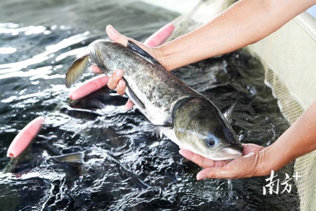 惠州市博羅縣的供銷漁場