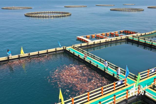 惠東縣圣告島下，現代化的“海洋牧場”成為現代漁業轉型及開發海洋經濟的探路者。南方+ 王昌輝 拍攝
