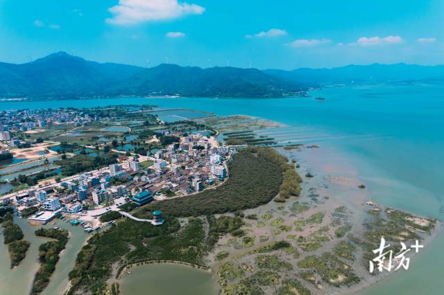 惠東縣黃埠鎮(zhèn)白沙村的鹽洲紅樹林保護區(qū)。南方日報記者 王昌輝攝