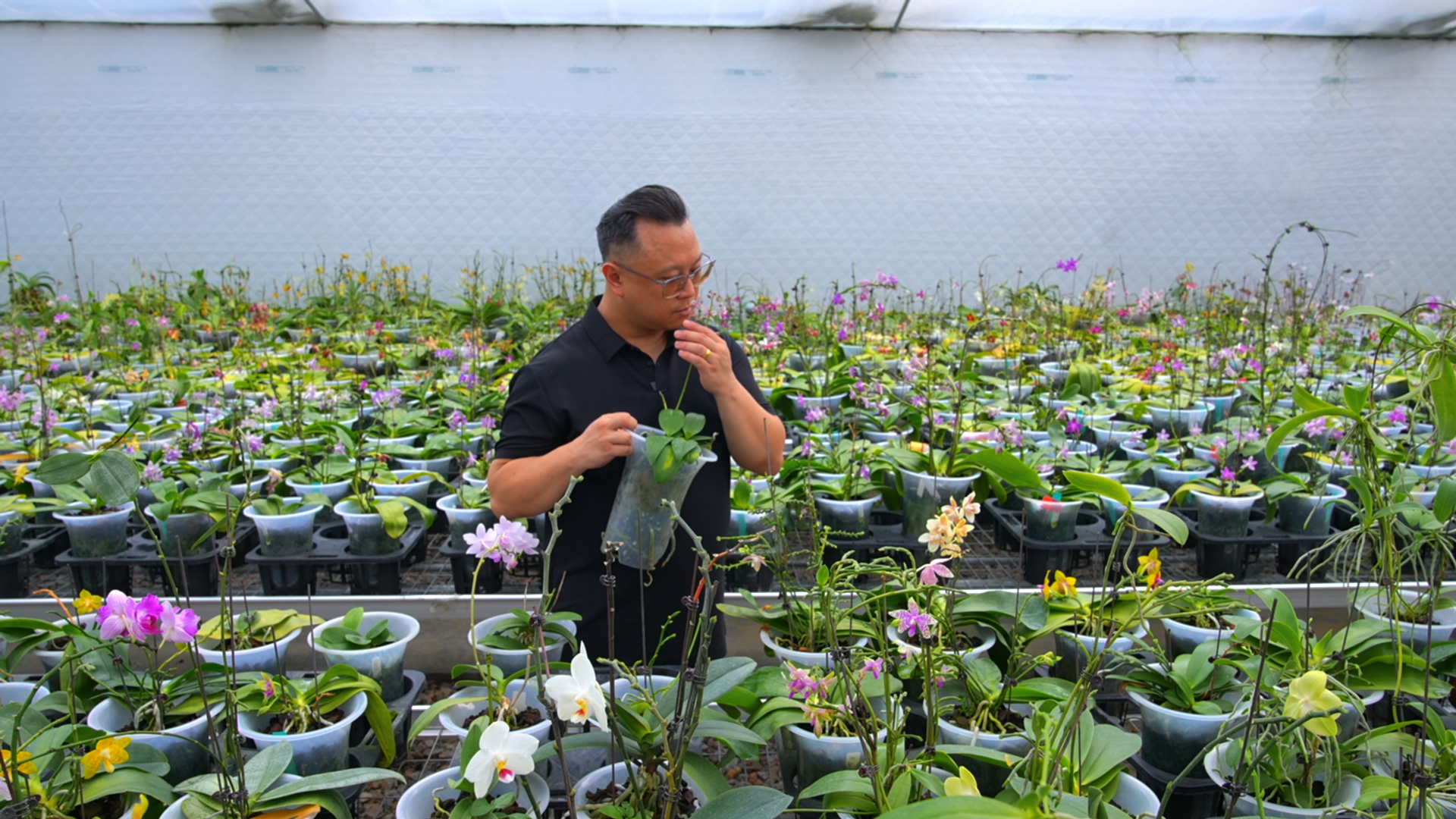 施梃灝檢查蝴蝶蘭