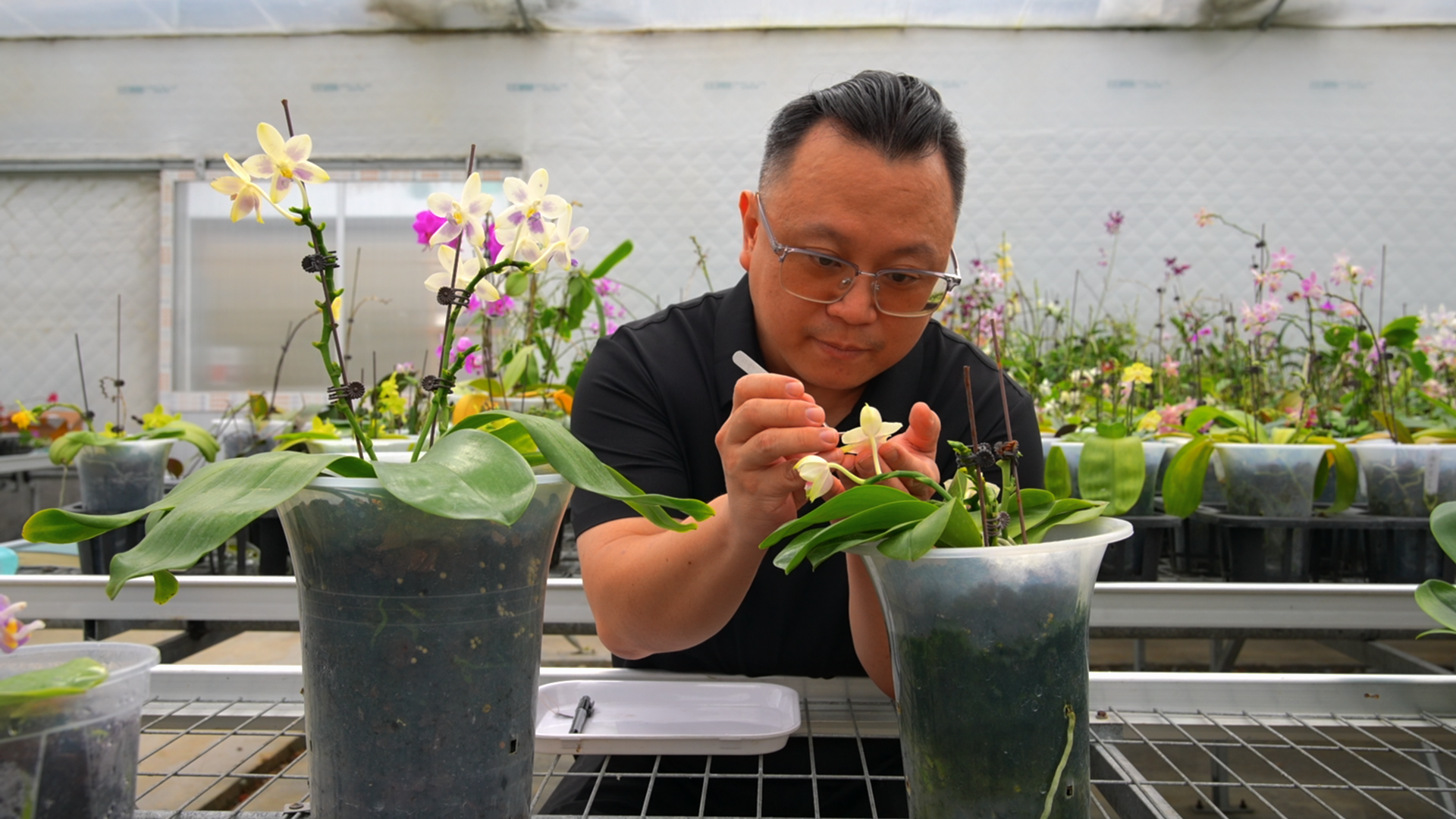 施梃灝檢查蝴蝶蘭