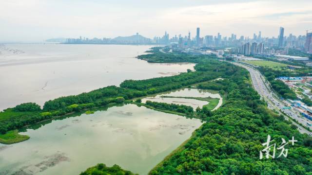 緊挨著城市CBD的福田紅樹林國家級自然保護區
