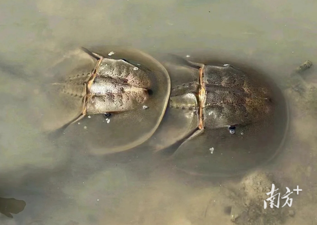 深圳河河口發現國家二級保護動物鱟