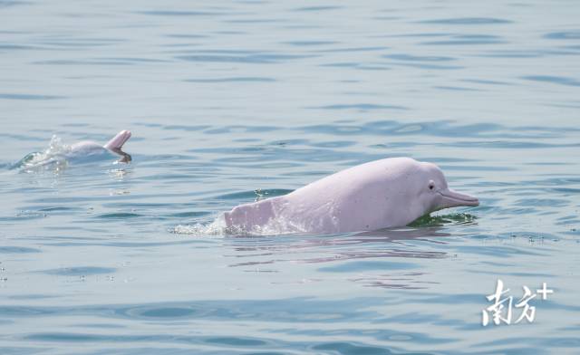 中華白海豚。資料圖片