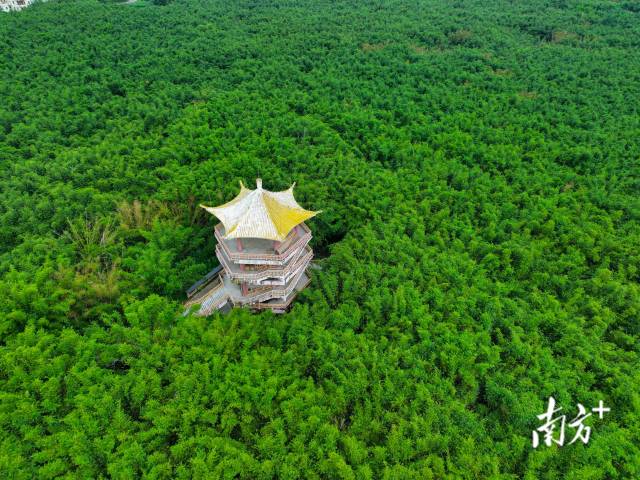 肇慶廣寧竹資源豐富，有108萬(wàn)畝竹林。&nbsp;