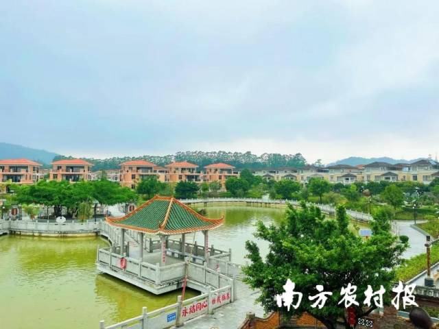 村集體經濟收入的增長，令江門奇榜村年終分紅超6000萬元。