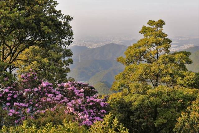 建設(shè)梧桐山-紅花嶺深港生態(tài)廊道