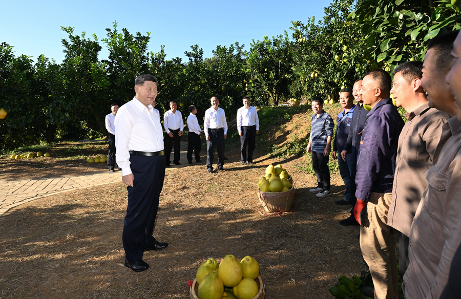 11月7日至8日，中共中央總書記、國家主席、中央軍委主席習(xí)近平在廣東考察。這是7日下午，習(xí)近平在梅州市梅縣區(qū)雁洋鎮(zhèn)南福金柚種植基地考察時，同果農(nóng)和農(nóng)技人員親切交流。新華社記者 謝環(huán)馳 攝