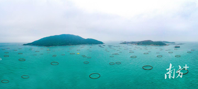 萬山國家級海洋牧場示范區。南方+記者 關銘榮 攝