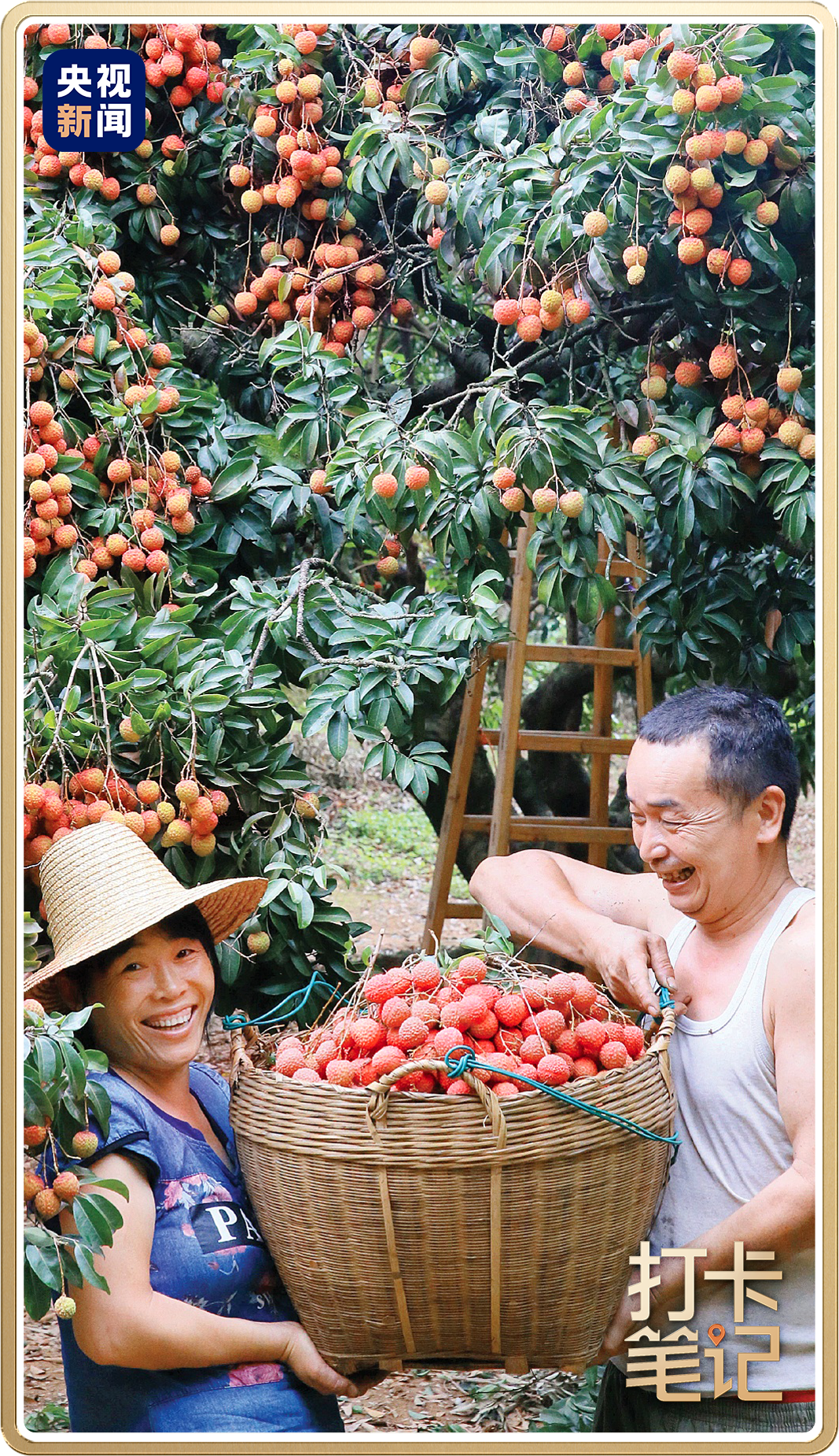 惠陽(yáng)鎮(zhèn)隆的果農(nóng)在采收荔枝