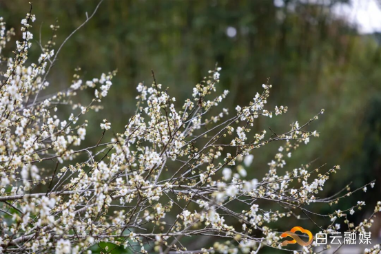 圖/廣州白云發(fā)布