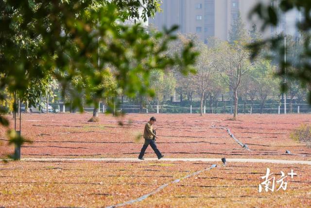 市民在公園散步。 南方+ 葉志文 攝