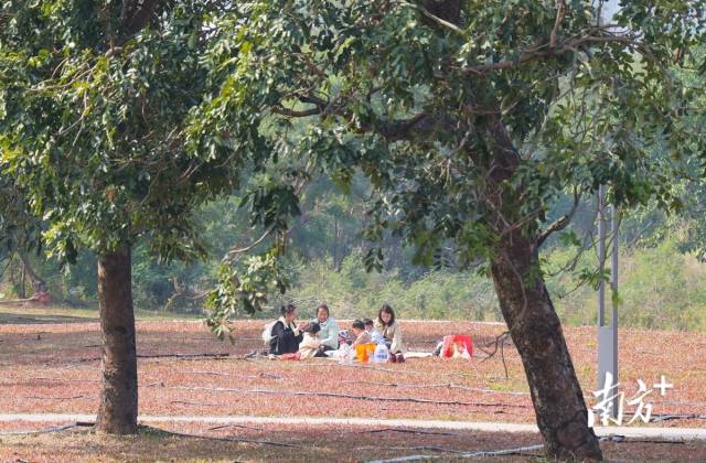 市民在公園草坪鋪上野餐墊，享受冬日暖陽。 南方+ 葉志文 攝