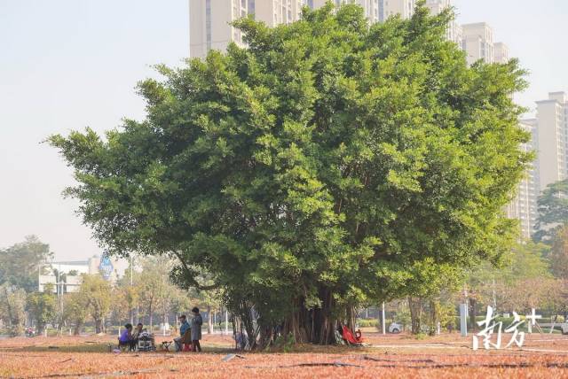 市民在公園的草坪里歇息。 南方+ 葉志文 攝