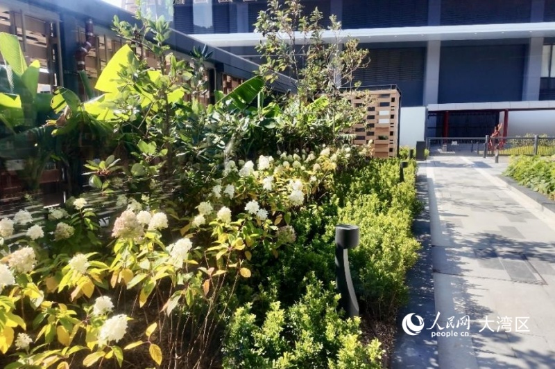 圖4.“神農本草園”是香港首個以嶺南藥用植物為主題的植物園。人民網 實習生張雨潔 攝