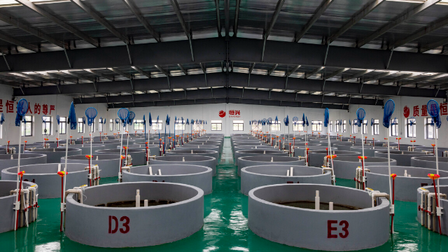 863基地中的水產(chǎn)苗種場(chǎng)。南方日?qǐng)?bào)記者 梁鉅聰 攝