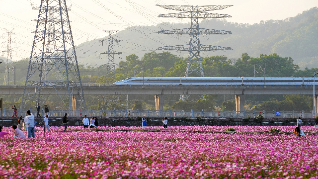 2月2日，中山市崖口村，春意盎然的花海上，高鐵正向遠方前行。