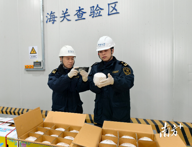 泰國椰青“鮮”達東莞。通訊員供圖