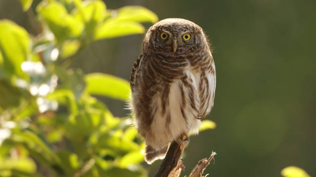 斑頭鵂鹠（受訪者供圖）