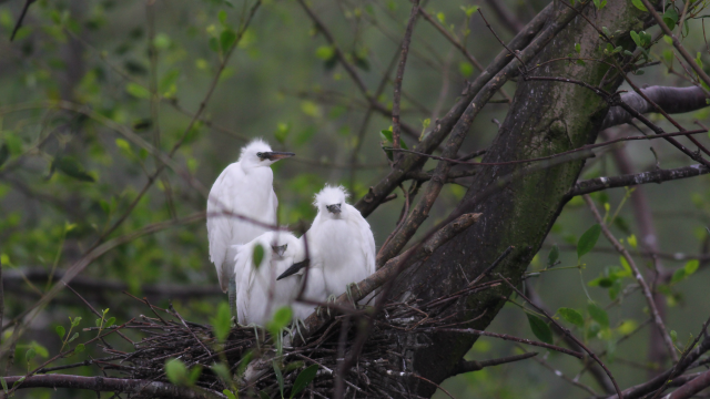 白鷺巢（受訪者供圖）