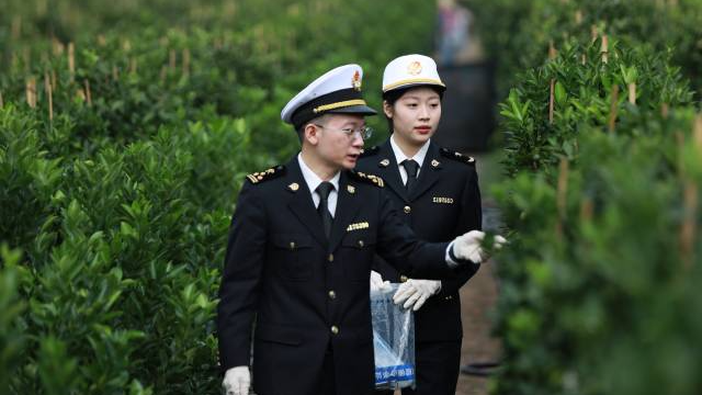 佛山海關駐順德辦事處關員對出口樹苗進行查驗。